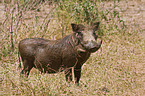 warthog