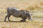 eating warthog