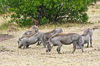 warthogs