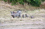 warthogs