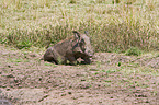 warthog