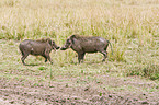 fighting warthogs