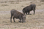 warthogs