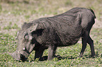 warthog