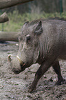 warthog