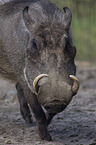 warthog