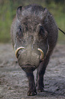 warthog