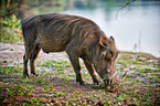 warthog