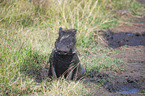 sitting Warthog