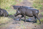 Warthogs