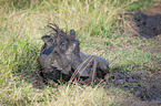 lying Warthog