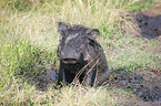 sitting Warthog