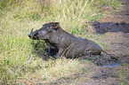 sitting Warthog