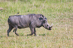 running Warthog