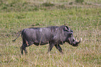 running Warthog