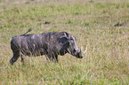 walking Warthog