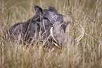 lying Warthog