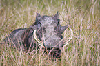 lying Warthog