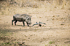 Warthog and Blacksmith Lapwings