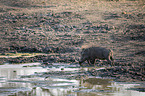 standing Warthog