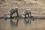 Warthogs