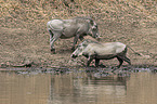 Warthogs