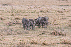 warthogs