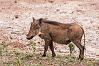 warthog