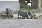 warthogs