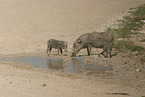 warthogs