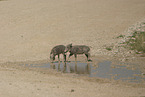 warthogs