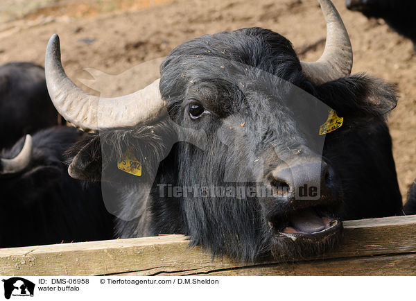 water buffalo / DMS-06958