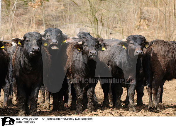 Wasserbffel / water buffalos / DMS-06959