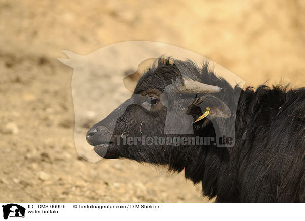 water buffalo / DMS-06996