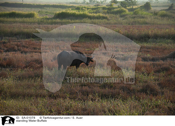 stehender Wasserb�ffel / standing Water Buffalo / SA-01078
