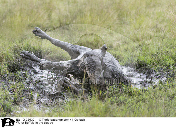 Water Buffalo in the sludge / IG-02632