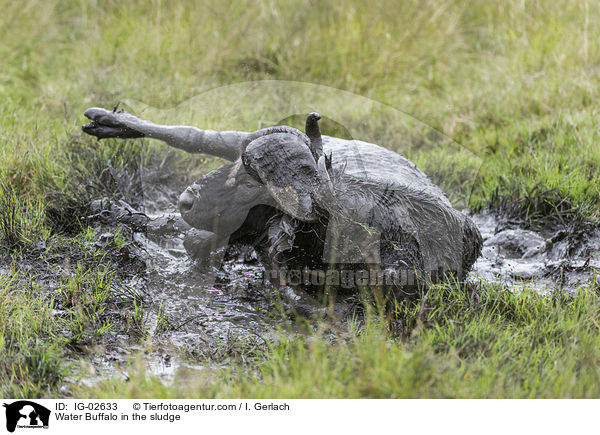Wasserbffel im Schlamm / Water Buffalo in the sludge / IG-02633