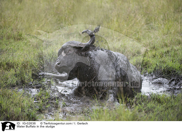 Wasserbffel im Schlamm / Water Buffalo in the sludge / IG-02636