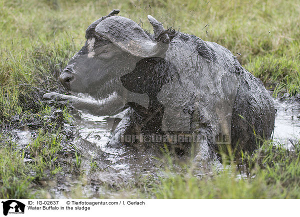Wasserbffel im Schlamm / Water Buffalo in the sludge / IG-02637