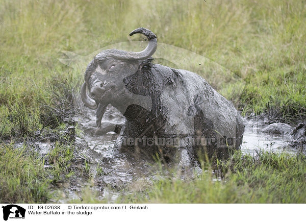 Water Buffalo in the sludge / IG-02638
