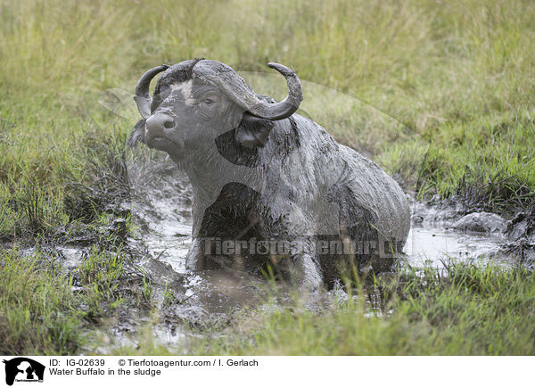 Wasserbffel im Schlamm / Water Buffalo in the sludge / IG-02639