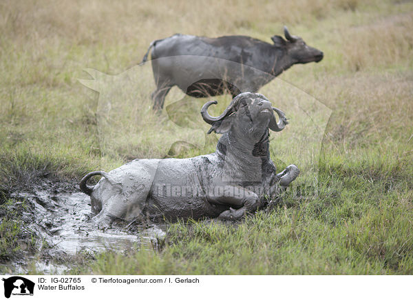 Wasserbffel / Water Buffalos / IG-02765