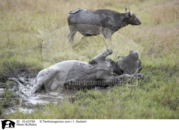 Water Buffalos / IG-02766