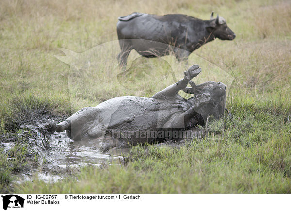 Wasserbffel / Water Buffalos / IG-02767