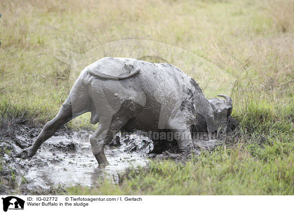 Wasserbffel im Schlamm / Water Buffalo in the sludge / IG-02772