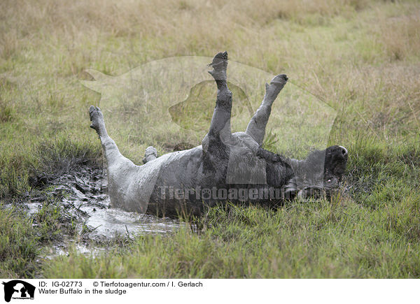 Wasserbffel im Schlamm / Water Buffalo in the sludge / IG-02773