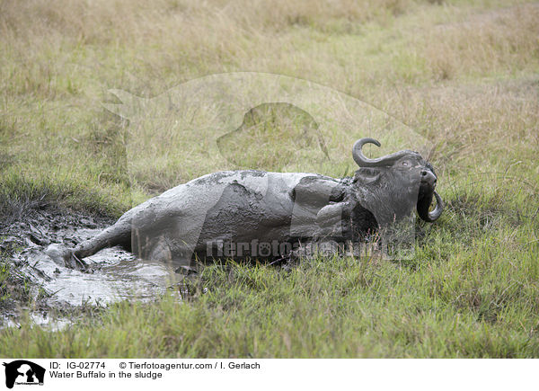 Water Buffalo in the sludge / IG-02774