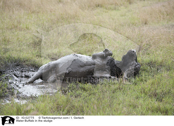 Wasserbffel im Schlamm / Water Buffalo in the sludge / IG-02775
