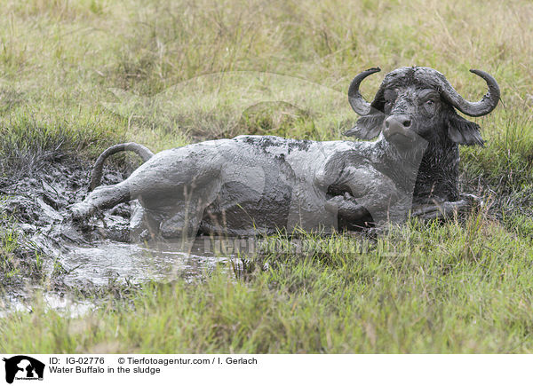 Wasserbffel im Schlamm / Water Buffalo in the sludge / IG-02776