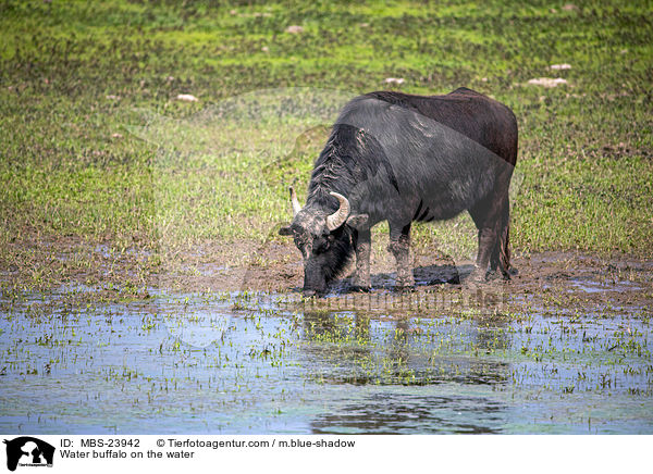 Water buffalo on the water / MBS-23942